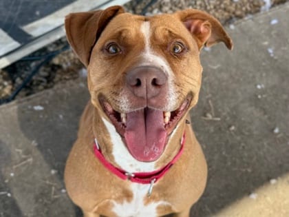 Photo of Nancy, adoptable dog in Georgetown, Texas