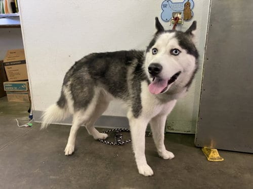 Photo of Yarza, adoptable Husky in Los Angeles, California
