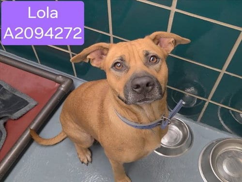 Photo of Lola, adoptable German Shepherd Dog in Houston, Texas