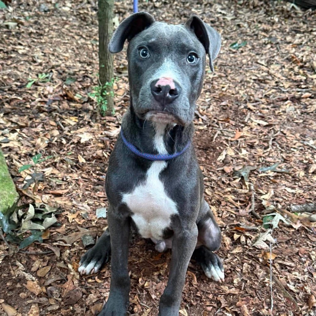 Photo of Chapo (p), adoptable Terrier, American Staffordshire / Mixed Breed (Medium) in Whitestone, New York
