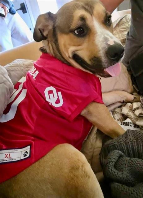 Photo of Duke, adoptable Terrier in Oklahoma City, Oklahoma