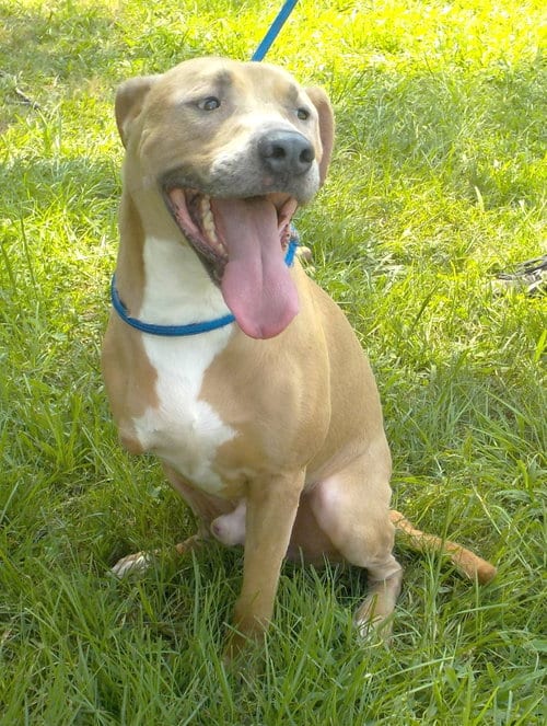 Photo of Skip, adoptable American Pit Bull Terrier in Wetumpka, Alabama