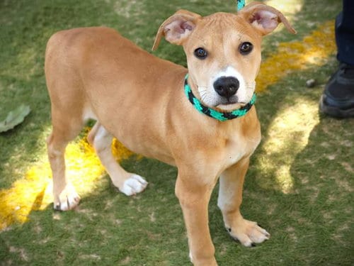 Photo of Biscuit, adoptable Labrador Retriever in Tallahassee, Florida