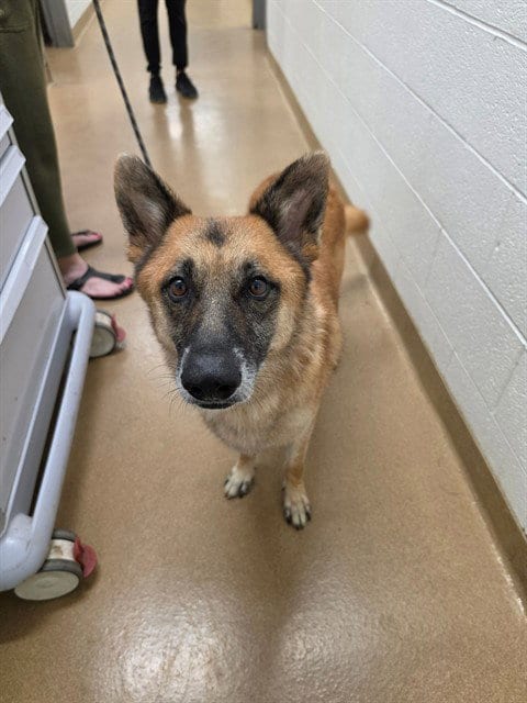Photo of Luna, adoptable German Shepherd Dog in St Peters, Missouri