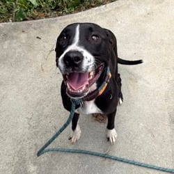Photo of Athena, adoptable Mixed Breed (Medium) in New York City, New York