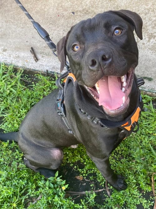 Photo of Challa, adoptable Terrier in Miami, Florida