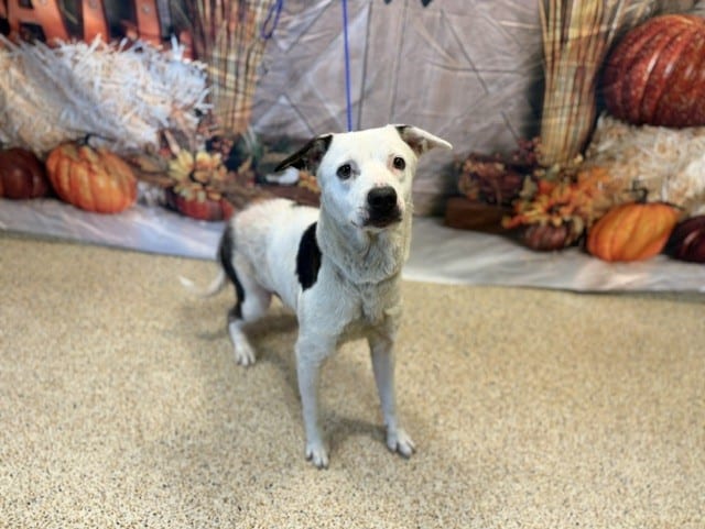 Photo of Lucy, adoptable Terrier mix in Miami, Florida