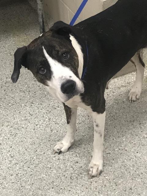 Photo of Daisy, adoptable Bull Terrier in Conroe, Texas