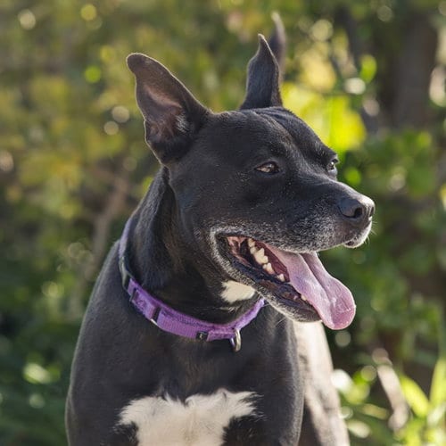 Photo of Cherrito, adoptable Pit Bull Terrier in Camarillo, California