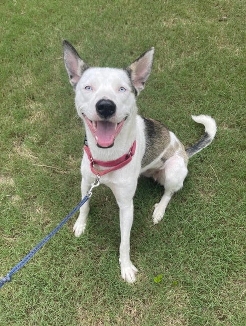 Photo of Kacy, adoptable Siberian Husky in Roswell, Georgia