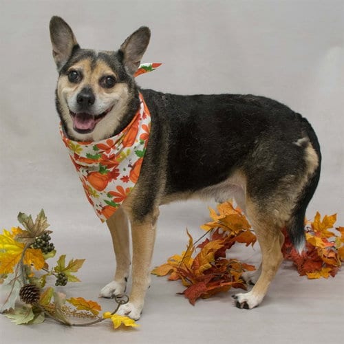 Photo of Rupert, adoptable Terrier in Sanford, Florida