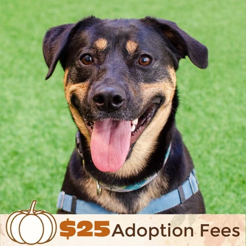 Photo of Zelda, adoptable German Shepherd Dog in Burlingame, California