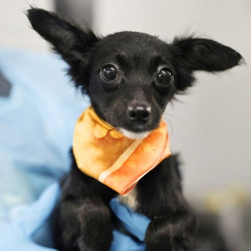 Photo of Melly, adoptable Chihuahua in San Antonio, Texas