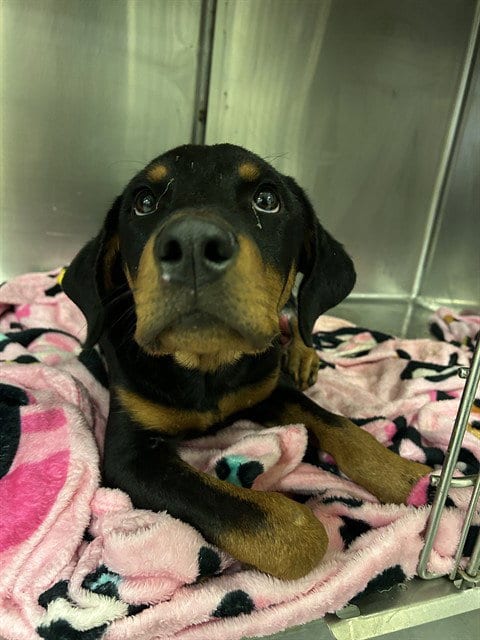 Photo of Smokey, adoptable Rottweiler in Thousand Palms, California