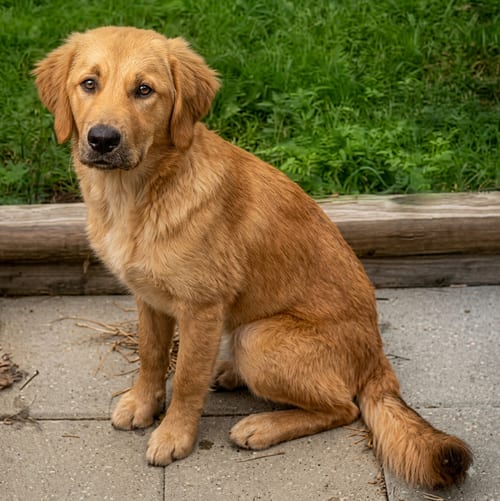 Photo of Kiya, adoptable Golden Retriever in Vail, Arizona