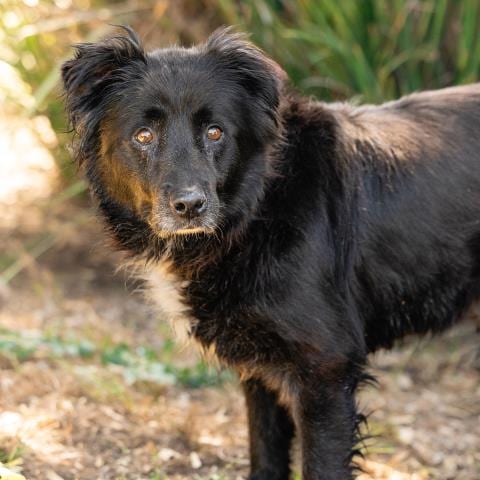 Photo of Cleopatra, adoptable Chow Chow in Camarillo, California