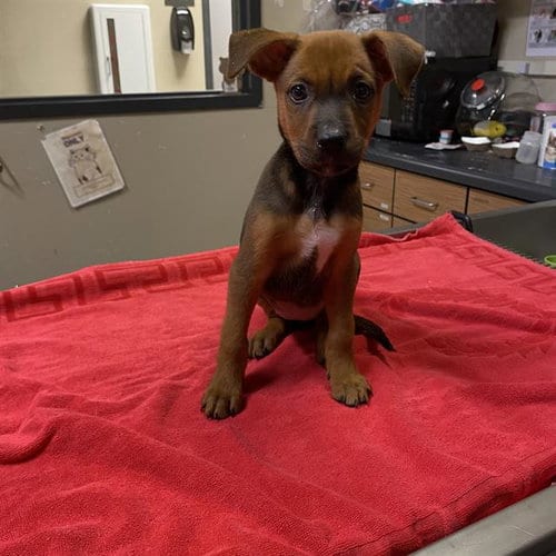 Photo of Gaia, adoptable German Shepherd Dog in Modesto, California