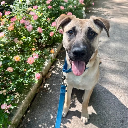 Photo of Coral, adoptable German Shepherd Dog in Dallas, Texas