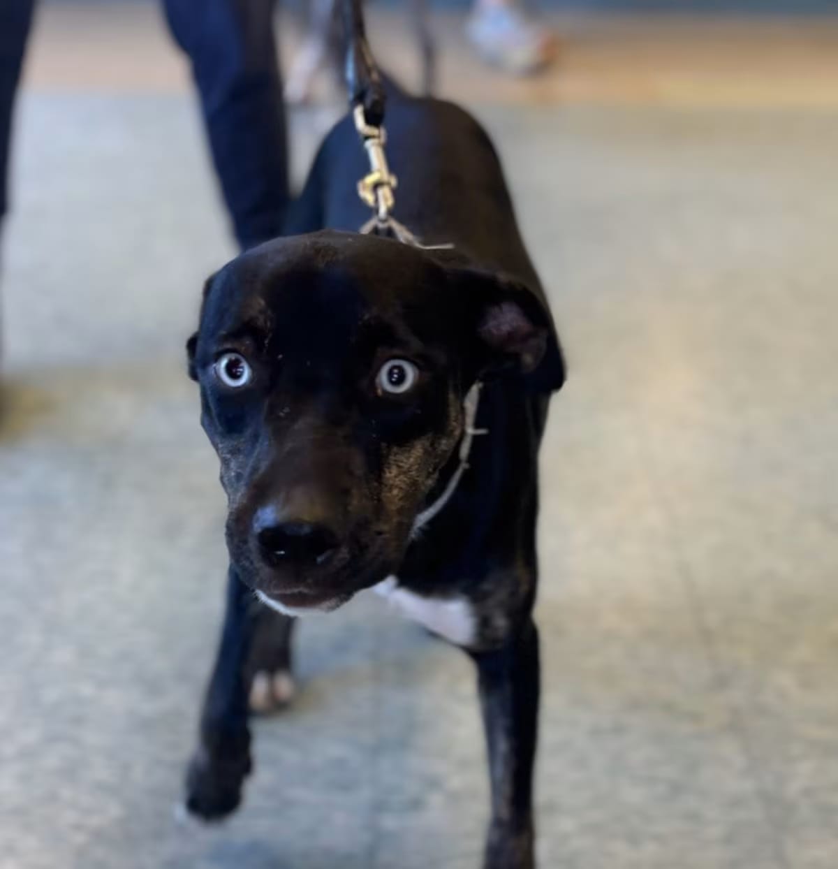 Photo of Lady Sparklebutt, adoptable Staffordshire Bull Terrier in Kalamazoo, Michigan
