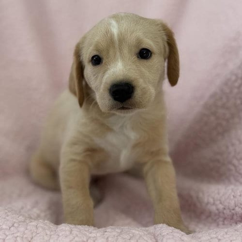 Photo of Chalk Pup - Hop Scotch, adoptable Spaniel in San Diego, California