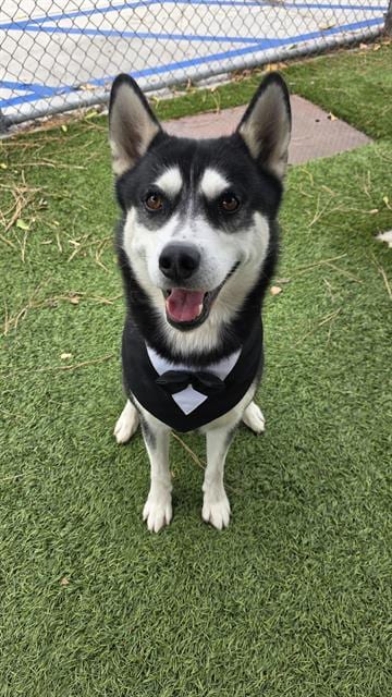 Photo of Bandit, adoptable Siberian Husky in Downey, California