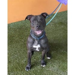 Photo of Buster, adoptable Terrier (Unknown Type, Medium) in Doral, Florida