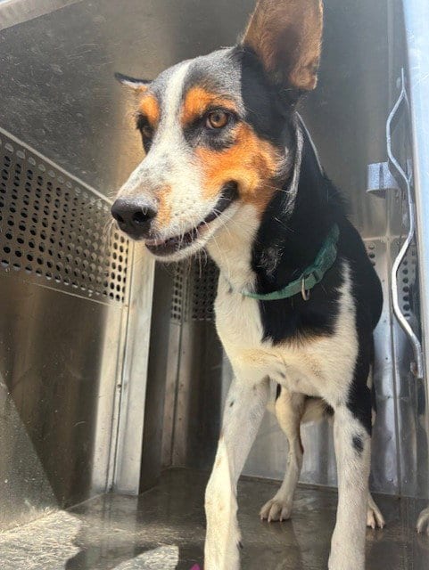 Photo of Twisty, adoptable Australian Cattle Dog/Blue Heeler in Phoenix, Arizona