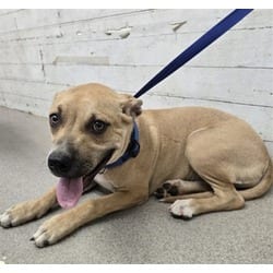 Photo of Jessie, adoptable American Pit Bull Terrier in San Bernardino, California