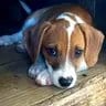 Photo of Cory, adoptable Beagle in Enfield, Connecticut