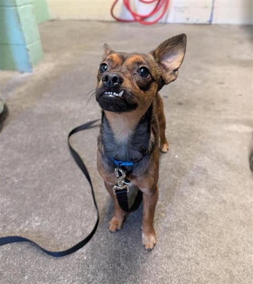 Photo of Wembly, adoptable Chihuahua in Sacramento, California