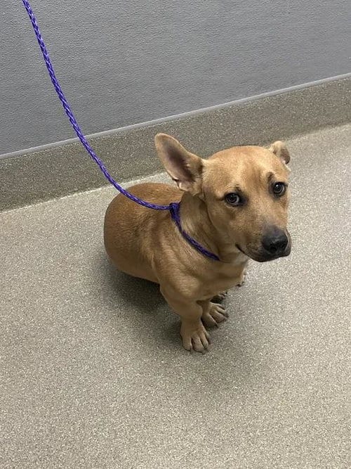 Photo of Hawt Dog, adoptable Pit Bull Terrier in Las Vegas, Nevada
