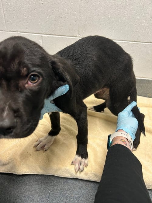 Photo of PR 52 Along for the Ride, adoptable Labrador Retriever in Glen Allen, Virginia
