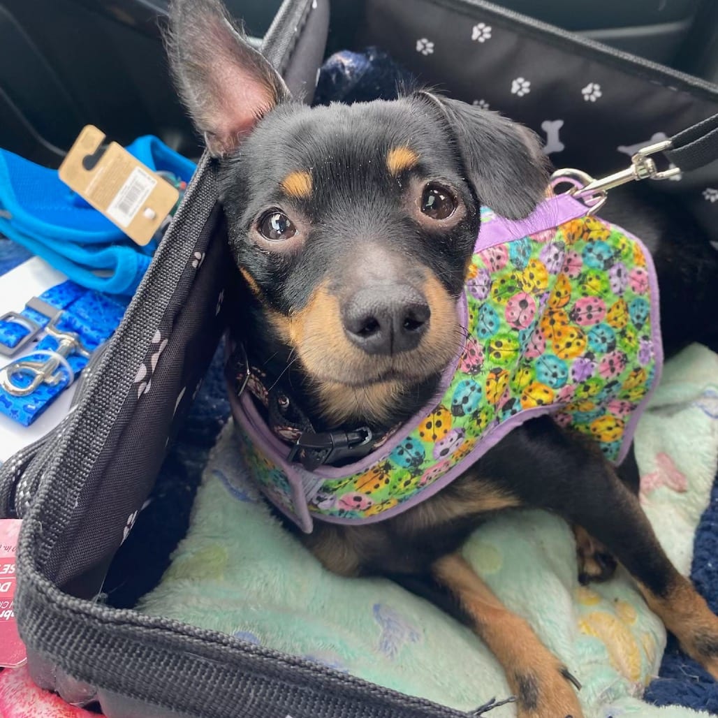 Photo of Tiger, adoptable Dachshund in Georgia, Georgia