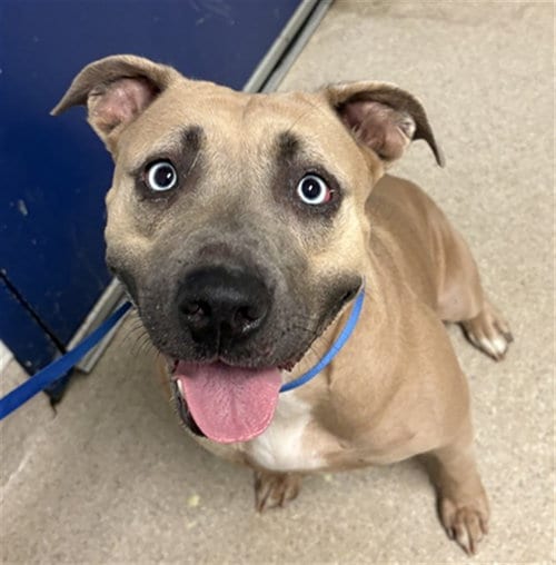 Photo of Tina, adoptable Pit Bull Terrier in Bakersfield, California