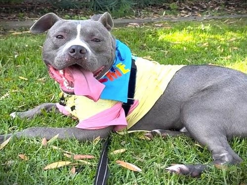 Photo of Peter, adoptable Pit Bull Terrier in Los Angeles, California