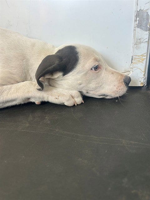 Photo of A171966, adoptable Pit Bull Terrier in Bakersfield, California
