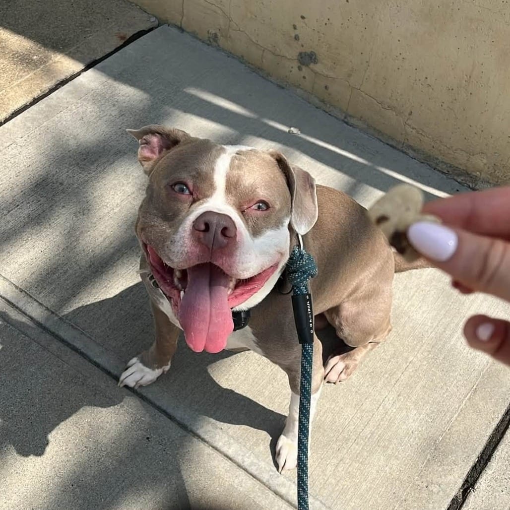 Photo of Tank, adoptable Terrier, American Staffordshire / Mixed Breed (Medium) in Whitestone, New York