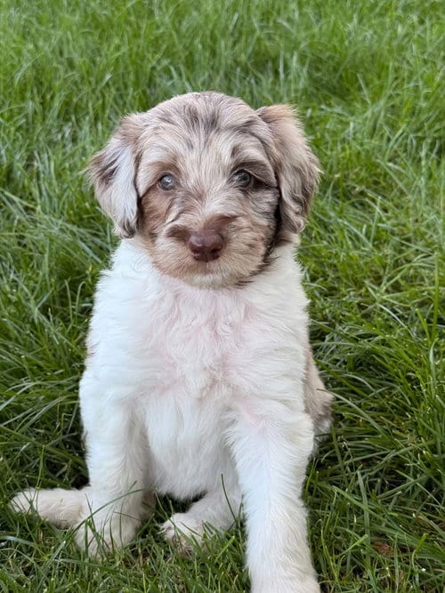 Photo of Esky, adoptable Australian Shepherd in Sandy, Utah