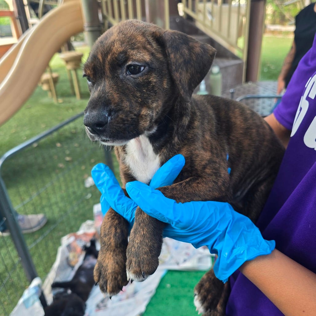 Photo of Missie, adoptable Terrier / Mix in San Antonio, Texas