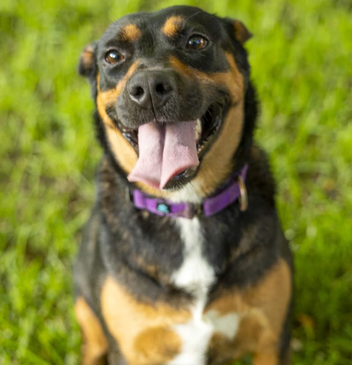 Photo of Bubbly Betsy, adoptable Labrador Retriever/Pit Bull Terrier in Willowbrook, Illinois