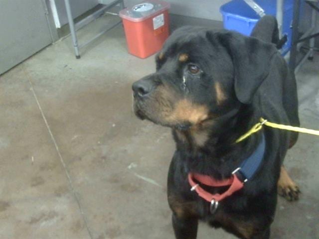 Photo of Tiffany, adoptable Mixed Breed