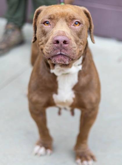 Photo of Tallulah, adoptable dog in Chamblee, Georgia