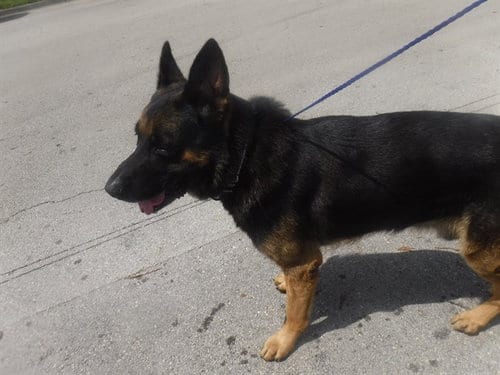 Photo of Lucas, adoptable German Shepherd Dog in Miami, Florida