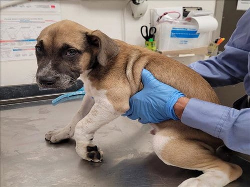 Photo of Max, adoptable Boxer in Los Angeles, California