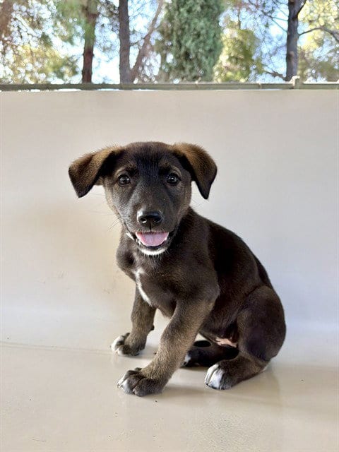 Photo of Nana, adoptable German Shepherd Dog in Castaic, California