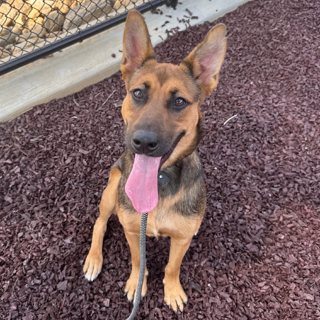 Photo of Daphne, adoptable Shepherd in Spartanburg, South Carolina