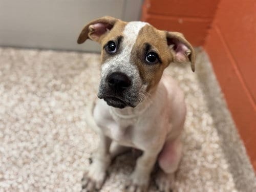Photo of Mako, adoptable Australian Cattle Dog/Blue Heeler in Pueblo, Colorado