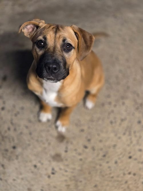 Photo of Caramel, adoptable Unknown breed in Crandall, Georgia