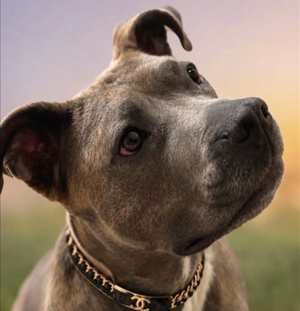 Photo of Chanel, adoptable American Pit Bull Terrier in Derwood, Maryland