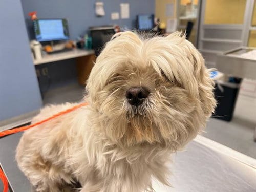 Photo of Elfie, adoptable Shih Tzu in Orange, California